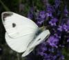 Pieris mannii